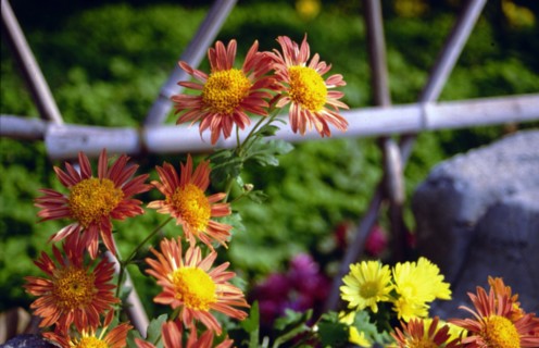 Chrysanthème