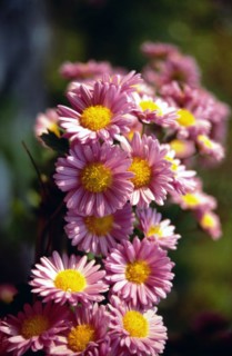 Chrysanthème