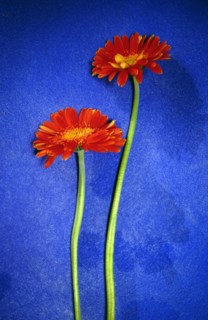 Gérbéra (Gerbera jamesonii)