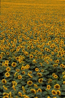 Champ de tournesols