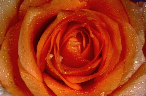 Rose