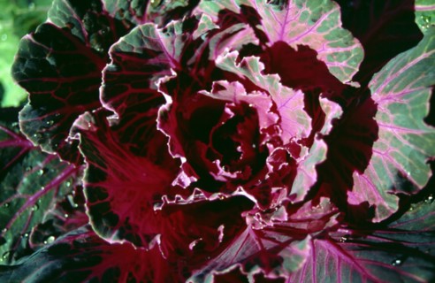 Fleur