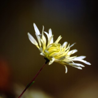 Chrysanthème