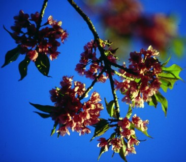 Cerises