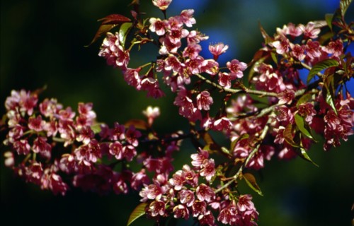 Cerises
