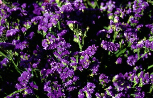 Myosotis sylvatica