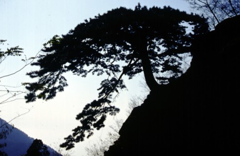 Mont Taishan, Nan Tian Men (Porte Céleste du Sud), un pin