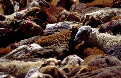 Troupeau de moutons