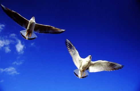 Mouettes à bec rouge