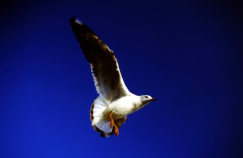 Mouettes à bec rouge