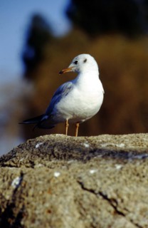 Mouette à bec rouge