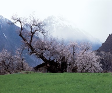 Pêchers en fleurs, Chine