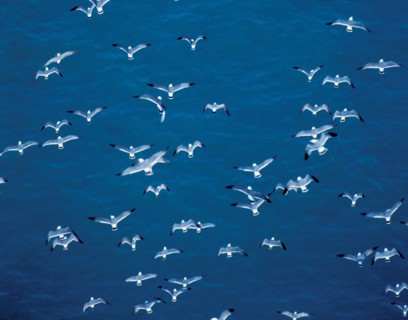 Mouettes survolant la mer,  Chine