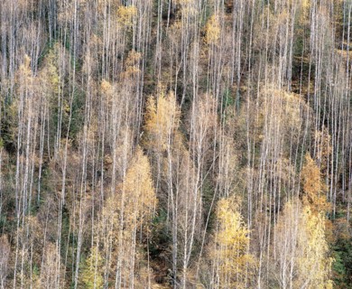Paysage d'automne, Chine