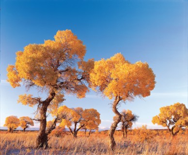 Peupliers en automne, Chine