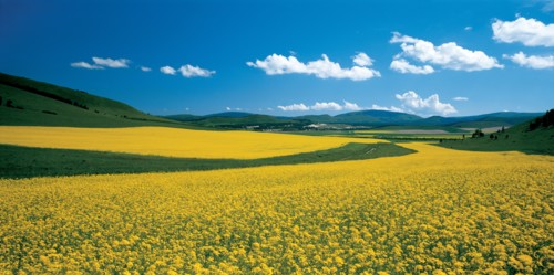 Champs de navette, Chine