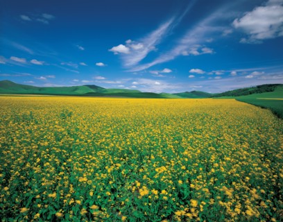 Champ de navette, Chine