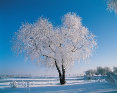 Arbre sous la neige, Chine