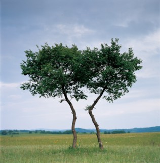 Prairie, Chine