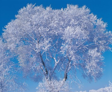 Arbre couvert de neige, Chine