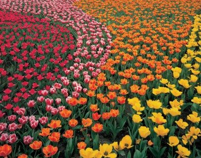 Parterre fleuri, Chine