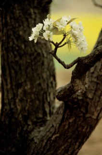 Printemps, Chine