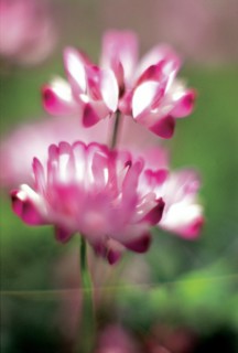 Chrysanthème, Chine