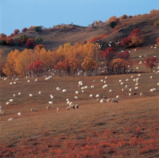 Troupeau de mouttons, province du Hebei, Chine