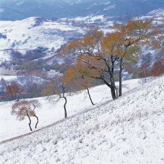 Bashang, province du Hebei, Chine