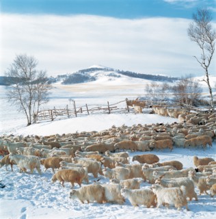Troupeau de moutons, Bashang, province du Hebei, Chine