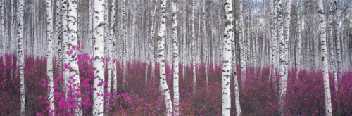 Birch woods, Elunchun County, China