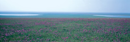 Prairie Hulun Buir, Mongolie Intérieure, Chine
