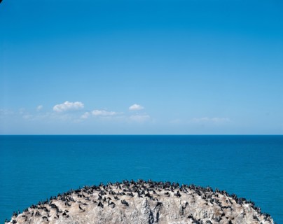 Ilot aux oiseaux , lac Qinghai, province du Qinghai, Chine