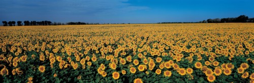 Champ de Tournesol, Chine
