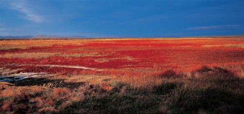 Prairie, Comté de Buerjin, province du Sinkiang, Chine
