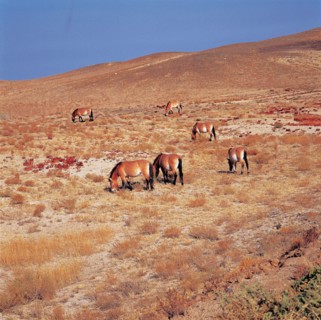 Mustangs, Bassin du Jungarr, province du Xinjiang, Chine