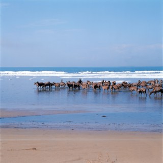 Troupeau de cerfs, nord-est de la Chine