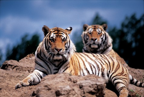 Tigre du nord-est de la Chine