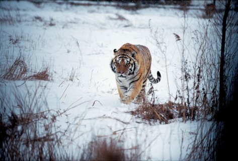 Tigre du nord-est de la Chine