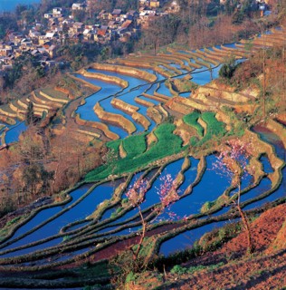 Cultures en terrasse à Yuanyang, province du Yunnan, Chine