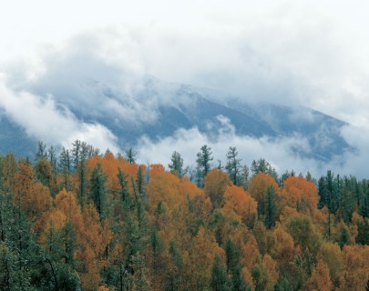 Forêt, province du Xinjiang, Chine