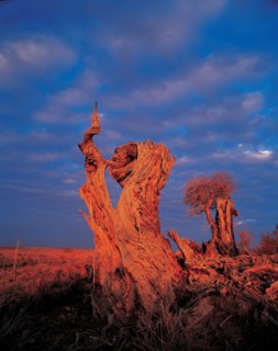 Peupliers, Province du Xinjiang, Chine