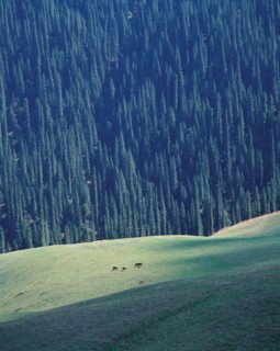 Prairie de Nalati, province du Xinjiang, Chine