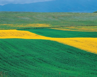 Champs de navette, Xinjiang Province, Chine