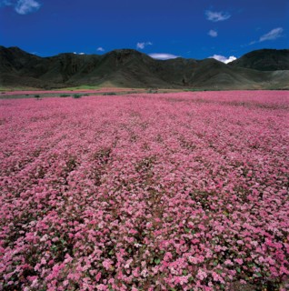 Xigaze, Tibet, Chine