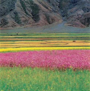 Prairie Xigaze, Tibet, Chine