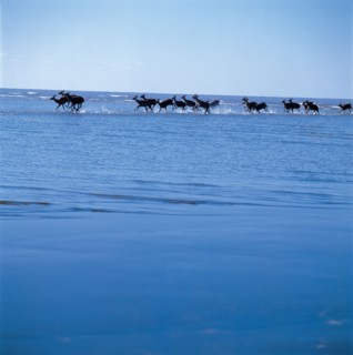 Troupeau de cerfs, Chine