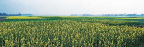 Prairie, province du Sichuan, Chine