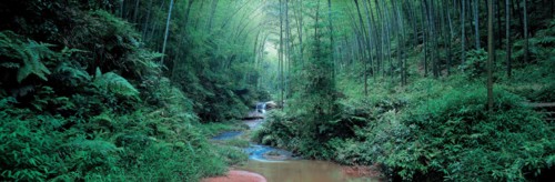Mer de bambou,  province du Sichuan, Chine