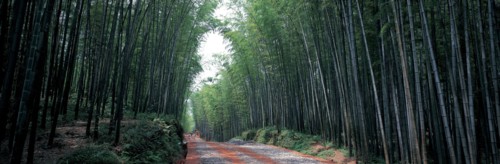 Mer de bambou,  province du Sichuan, Chine